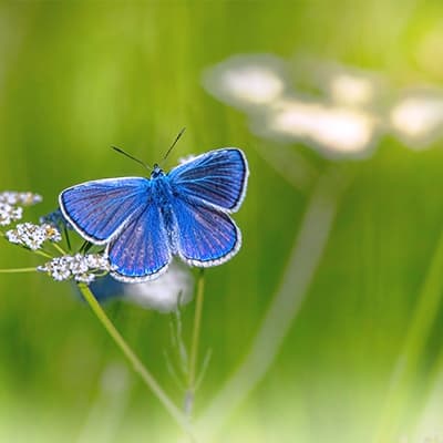 Theta Healing Therapy